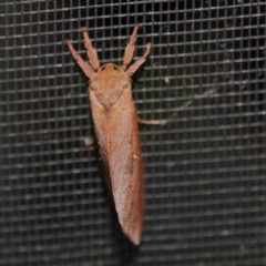 Elhamma australasiae (A Swift or Ghost moth (Hepialidae)) at Higgins, ACT - 14 Feb 2024 by MichaelWenke