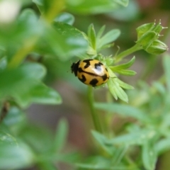 Coccinella transversalis (Transverse Ladybird) at Hall, ACT - 14 Feb 2024 by Anna123