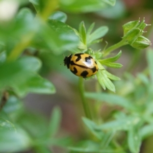 Coccinella transversalis at Hall, ACT - 14 Feb 2024 12:39 PM