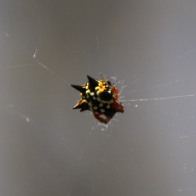 Austracantha minax (Christmas Spider, Jewel Spider) at Carwoola, NSW - 14 Feb 2024 by Csteele4