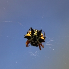 Austracantha minax at QPRC LGA - 14 Feb 2024