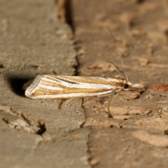 Hednota relatalis (A Crambid moth (Crambinae) at Harrison, ACT - 13 Feb 2024 by DPRees125