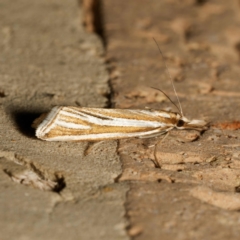 Hednota relatalis (A Crambid moth) at Harrison, ACT - 13 Feb 2024 by DPRees125