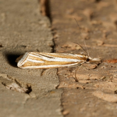 Hednota relatalis (A Crambid moth (Crambinae) at Harrison, ACT - 13 Feb 2024 by DPRees125