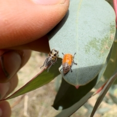 Eurymela distincta at Illilanga & Baroona - 27 Dec 2023