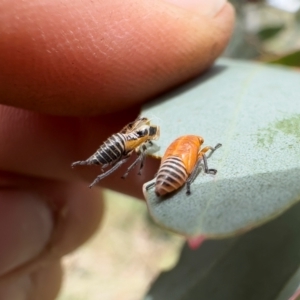 Eurymela distincta at Illilanga & Baroona - 27 Dec 2023