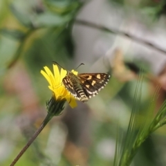 Hesperilla munionga (Alpine Sedge-Skipper) at Cotter River, ACT - 13 Feb 2024 by RAllen