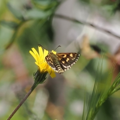 Hesperilla munionga (Alpine Sedge-Skipper) at Cotter River, ACT - 13 Feb 2024 by RAllen