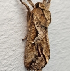 Elhamma australasiae (A Swift or Ghost moth (Hepialidae)) at Denman Prospect, ACT - 14 Feb 2024 by AaronClausen