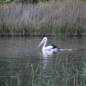 Pelecanus conspicillatus at Wingecarribee Local Government Area - 23 Dec 2023 11:47 AM