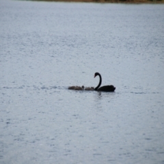 Cygnus atratus (Black Swan) at Wingecarribee Local Government Area - 23 Dec 2023 by JanHartog