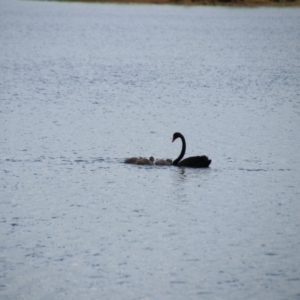 Cygnus atratus at Fitzroy Falls - 23 Dec 2023