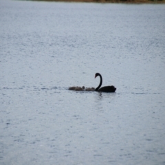 Cygnus atratus (Black Swan) at Fitzroy Falls, NSW - 23 Dec 2023 by JanHartog
