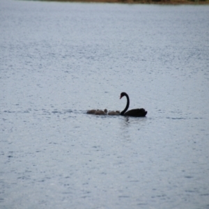 Cygnus atratus (Black Swan) at Wingecarribee Local Government Area by JanHartog