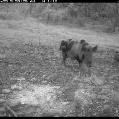 Sus scrofa (Feral Pig) at Illilanga & Baroona - 25 Dec 2023 by Illilanga