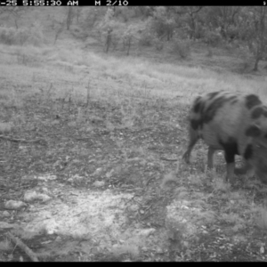 Sus scrofa at Illilanga & Baroona - 25 Dec 2023