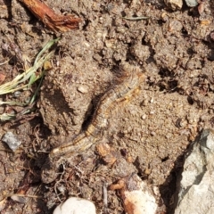 Porela (genus) at Kambah, ACT - 14 Feb 2024 11:26 AM