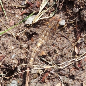 Porela (genus) at Kambah, ACT - 14 Feb 2024