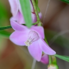 Crowea exalata at Broulee Moruya Nature Observation Area - 14 Feb 2024 by LisaH