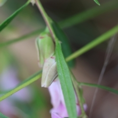 Unidentified at suppressed - 14 Feb 2024