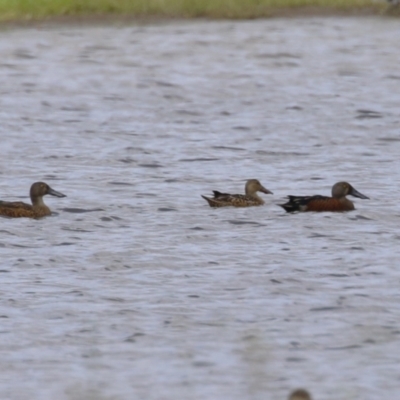 Spatula rhynchotis (Australasian Shoveler) at Fyshwick, ACT - 14 Feb 2024 by RodDeb