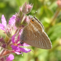 Lampides boeticus (Long-tailed Pea-blue) at Acton, ACT - 14 Feb 2024 by HelenCross