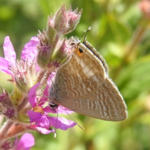 Lampides boeticus at ANBG - 14 Feb 2024