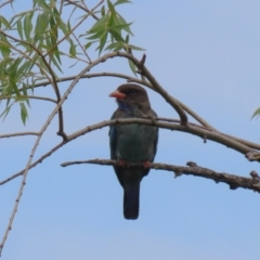 Eurystomus orientalis (Dollarbird) at Jerrabomberra Wetlands - 14 Feb 2024 by RodDeb