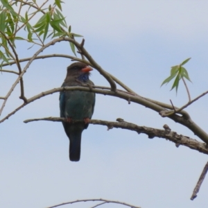 Eurystomus orientalis at Jerrabomberra Wetlands - 14 Feb 2024