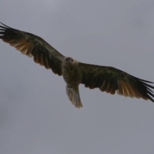 Haliastur sphenurus at Jerrabomberra Wetlands - 14 Feb 2024 12:41 PM