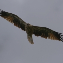 Haliastur sphenurus (Whistling Kite) at Jerrabomberra Wetlands - 14 Feb 2024 by RodDeb
