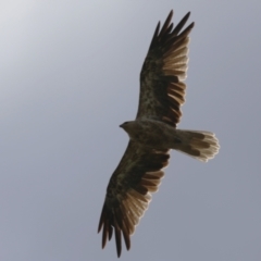 Haliastur sphenurus at Jerrabomberra Wetlands - 14 Feb 2024 12:41 PM