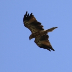 Haliastur sphenurus at Jerrabomberra Wetlands - 14 Feb 2024 12:41 PM