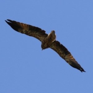 Haliastur sphenurus at Jerrabomberra Wetlands - 14 Feb 2024 12:41 PM