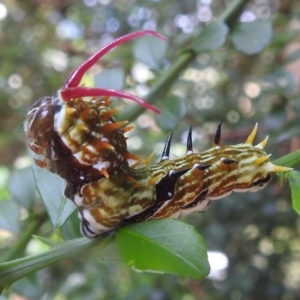 Papilio aegeus at ANBG - 14 Feb 2024