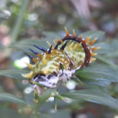 Papilio aegeus at ANBG - 14 Feb 2024