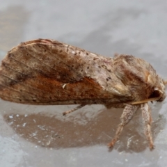 Elhamma australasiae (A Swift or Ghost moth (Hepialidae)) at Moruya, NSW - 14 Feb 2024 by LisaH