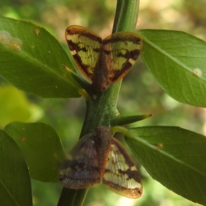 Scolypopa australis at ANBG - 14 Feb 2024