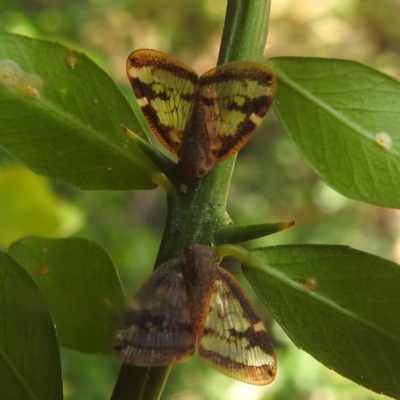 Scolypopa australis (Passionvine hopper, Fluffy bum) at Acton, ACT - 14 Feb 2024 by HelenCross