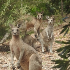 Macropus giganteus (Eastern Grey Kangaroo) at ANBG - 14 Feb 2024 by HelenCross