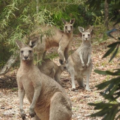 Macropus giganteus (Eastern Grey Kangaroo) at Acton, ACT - 14 Feb 2024 by HelenCross