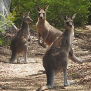 Macropus giganteus at ANBG - 14 Feb 2024 12:46 PM