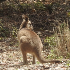 Macropus giganteus at ANBG - 14 Feb 2024