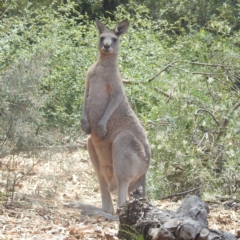 Macropus giganteus at ANBG - 14 Feb 2024