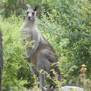 Macropus giganteus at ANBG - 14 Feb 2024 12:46 PM