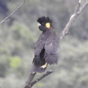 Zanda funerea (Yellow-tailed Black-Cockatoo) at Bundanoon by HelenCross