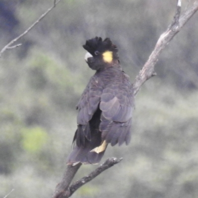 Zanda funerea (Yellow-tailed Black-Cockatoo) at Bundanoon, NSW - 10 Feb 2024 by HelenCross