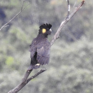 Zanda funerea at Bundanoon - 10 Feb 2024