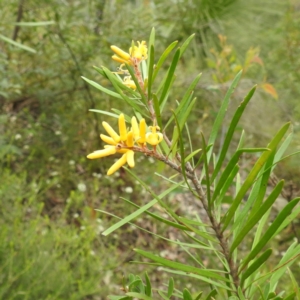 Persoonia linearis at Wingecarribee Local Government Area - 10 Feb 2024