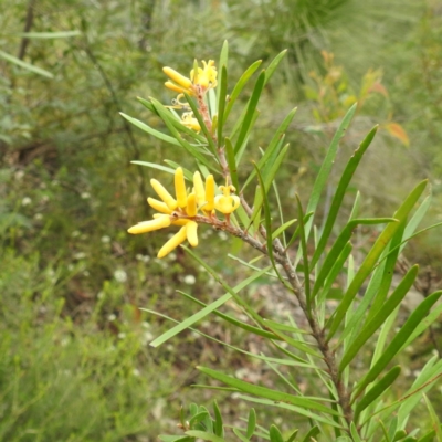Persoonia linearis at Wingecarribee Local Government Area - 10 Feb 2024 by HelenCross